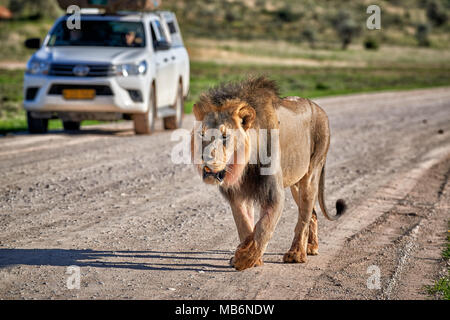 tourists on a self drive trip watching a male lion patroling its territory, Panthera leo, Kgalagadi Transfrontier Park, South Africa, Africa Stock Photo