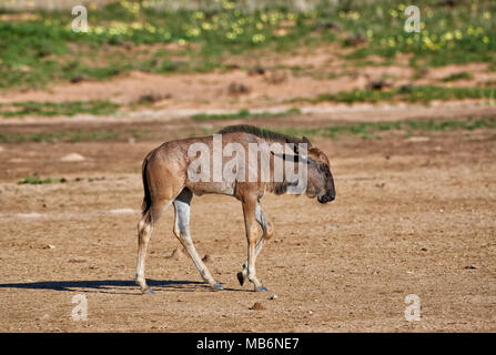 new born Blue wildebeest (Connochaetes taurinus) , Kgalagadi Transfrontier Park, South Africa, Africa Stock Photo