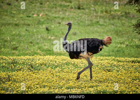 ostrich [Struthio camelus] between yellow flowers in Kgalagadi Transfrontier Park, South Africa, Africa Stock Photo