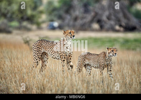 Cheetah with older cub on the prowl, Acinonyx jubatus, Kgalagadi Transfrontier Park Stock Photo