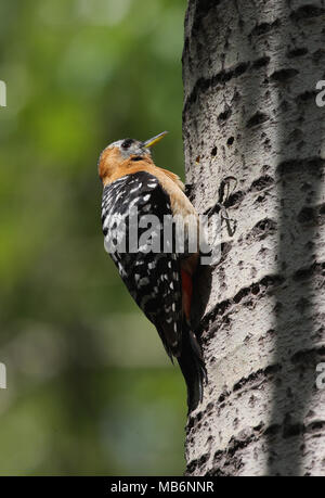 Rufous-bellied Woodpecker (Hypopicus hyperythrus subrufinis) adult female perched on tree trunk  Beidaihe, Hebei, China   May Stock Photo