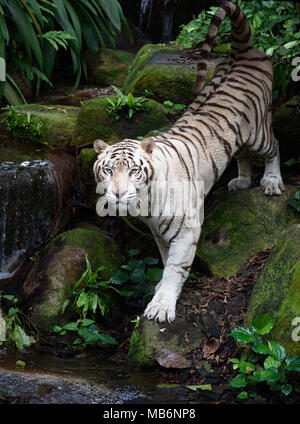 Tiger in a jungle. White Bengal tiger stands on a river bank with forest as background Stock Photo