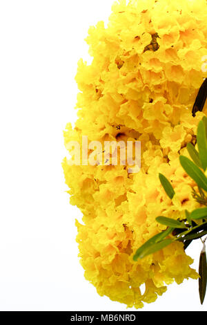 Close up Silver trumpet tree, Tree of gold, yellow flower.,Tabebuia aurea on white background Stock Photo