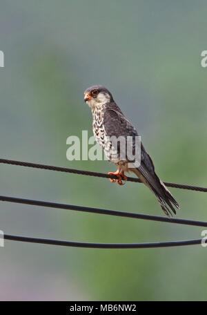 Amur Falcon (Falco amurensis) adult female perched on power-line  Hebei, China       May Stock Photo