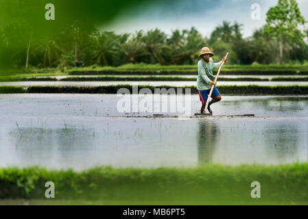 Bali, Indonesia - July 9, 2017: Indonesian farmer in a blue sweatshirt working in the rice terrace with water Ubud Bali Indonesia Stock Photo