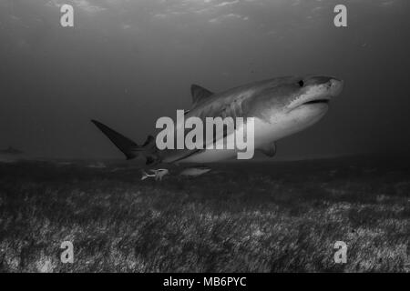 Tiger shark emma around Bahamas in Tiger Beach Stock Photo - Alamy