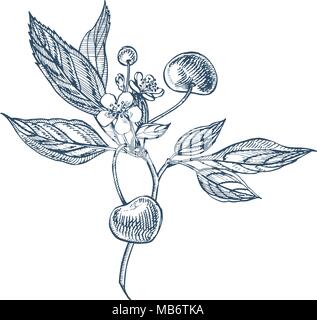 Cherry berry twig sketch, engraving. black and white line art . Fruit ...