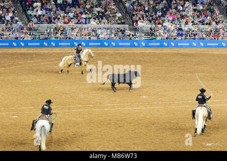 Cowboys lassoing a bull, example of Texas lifestyle,  Houston Livestock Show and Rodeo, Houston, Texas USA Stock Photo