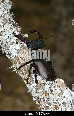 Male of Lucanus cervus. Picture taken in Spain. Stock Photo