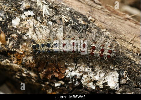 A Lymantria dispar caterpillar. Picture taken in Madrid, Spain. Stock Photo