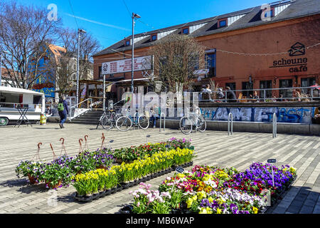 Spring flowers for sale, Alaunstrasse. Dresden Neustadt Germany, Europe Stock Photo