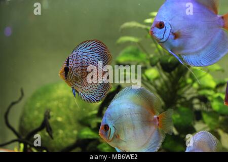 Blue discus and colorful discus fish (Symphysodon aequifasciatus) in aquarium Stock Photo