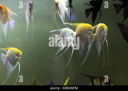 White and yellow angelfish in aquarium - Pterophyllum scalare Stock Photo
