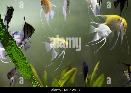 White and yellow angelfish in aquarium - Pterophyllum scalare Stock Photo