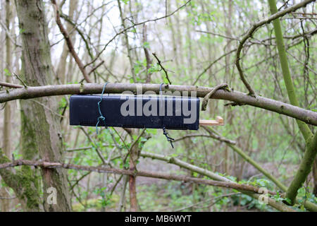Black plastic and wood dormouse (Muscardinus avellanarius) nest tube survey box attached underneath a tree branch with a background of woodland trees. Stock Photo