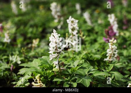 White flowers of Corydalis cava and Corydalis solida Stock Photo