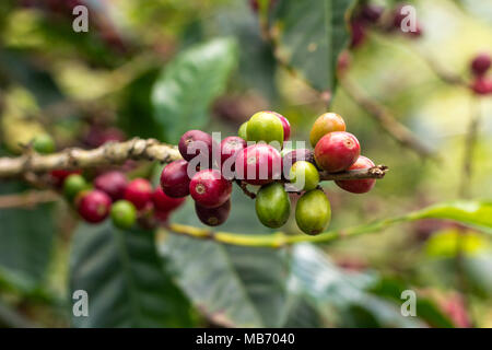 Clusters of coffee beans on branches in Finca Lerida coffee plantation in Boquete, Panama Stock Photo