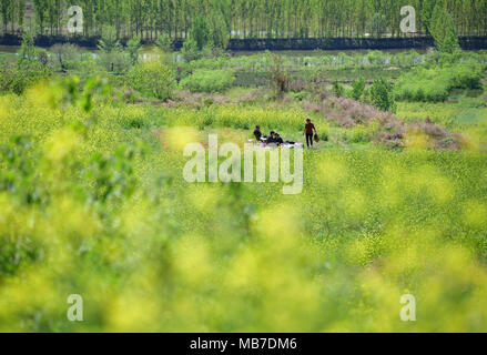 Xi'an, China's Shaanxi Province. 7th Apr, 2018. Tourists rest amid a cole flower field in Xi'an City, northwest China's Shaanxi Province, April 7, 2018. Credit: Shao Rui/Xinhua/Alamy Live News Stock Photo