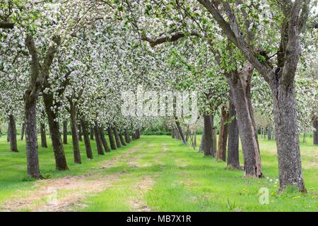 Two rows of traditional apple trees in blossom Stock Photo