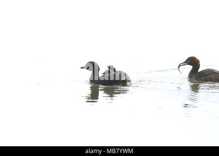 Little grebe (Tachybaptus ruficollis) family in Japan Stock Photo