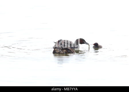 Little grebe (Tachybaptus ruficollis) family in Japan Stock Photo