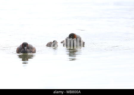 Little grebe (Tachybaptus ruficollis) family in Japan Stock Photo