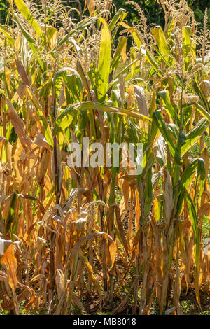 Blooming organic green maize plants, Zea mays Stock Photo