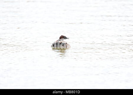 Little grebe (Tachybaptus ruficollis) family in Japan Stock Photo