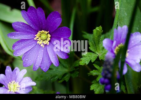 Violet-blue Anemone blanda - winter windflower Stock Photo