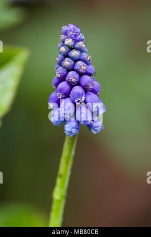Grape Hyacinth - Muscari armeniacum Stock Photo