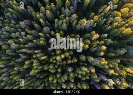 Taiga Forest (boreal forest) biome, natural wild landscape in north ...