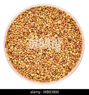 alfalfa organic sprouting seeds in a Petri dish isolated on white Stock Photo