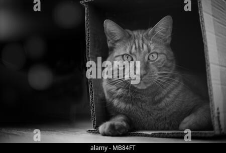 Tabby cat sitting in a cardboard box and look to the camera. Stock Photo