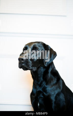 Black Labrador Portrait in a Studio with grey background
