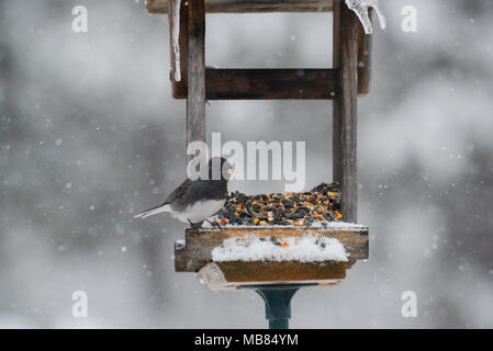 dark eyed junco sitting on feeder in blizzard. snow falling and icicles in background. Stock Photo