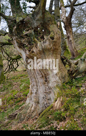 Old Dead Sessile Oak Tree - Quercus petraea  Hodder's Combe, Quantock Hills, Somerset Stock Photo