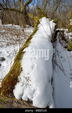 Bird prints in snow on fallen tree, Mendip Hills, Somerset Stock Photo