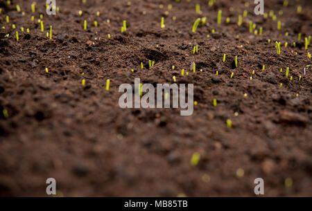 close up of small green seedlings growing from dark soil inside of a greenhouse Stock Photo