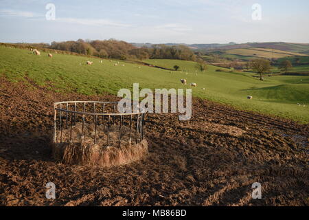 View across a field of sheep with their new born lambs in Devon, UK. In the foreground is a metal ring feeder filled with hay and surrounded by mud. Stock Photo