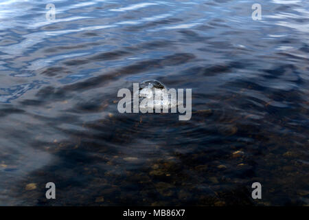 small ice floe floats at the surface of clean spring water with the pebbles on the bottom Stock Photo