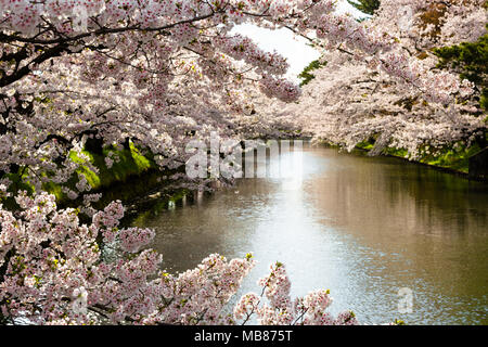 Snow and Sakura by the light Stock Photo