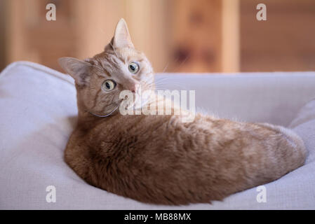 Orange tabby cat lying down on sofa cushion looking at camera. Stock Photo