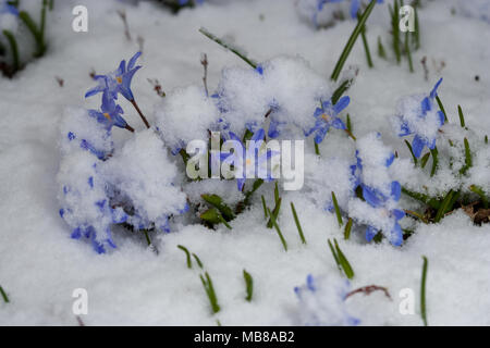Forbes' glory-of-the-snow, Vårstjärna (Chionodoxa forbesii) Stock Photo