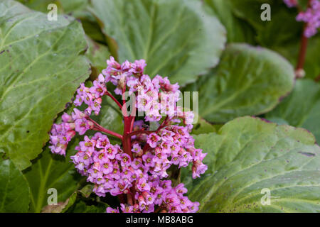 Purple bergenia, Rödbladig bergenia (Bergenia yunnanensis) Stock Photo