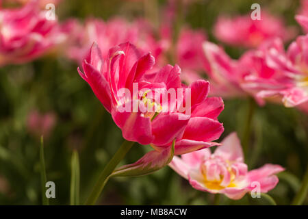 'Peach Blossom' Double Early Tulip, Tidig fylld tulpan (Tulipa gesneriana) Stock Photo