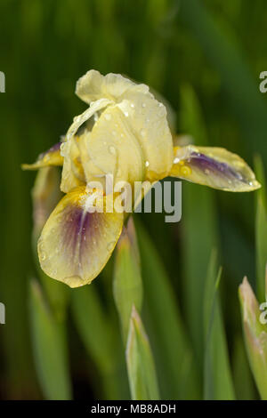 'Green Little' Dwarf Iris, Dvärgiris (Iris pumila) Stock Photo