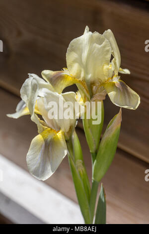 'Green Little' Dwarf Iris, Dvärgiris (Iris pumila) Stock Photo