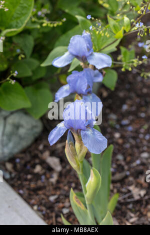 'Blue Denim' Dwarf Iris, Dvärgiris (Iris pumila) Stock Photo