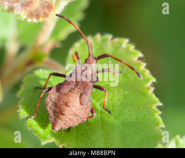 Dock Bug nymph (Coreus marginatus). Dorsal view of specimen on leaf. Tipperary, Ireland Stock Photo