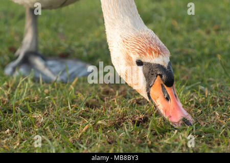 Mute Swan (Cygnus olor) foraging in grass for food. Tipperary, Ireland Stock Photo
